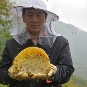 巴中"蜂王"陈桂均 乡村振兴带头人