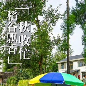 四川通江:秋收正当时 “丰”景美如画