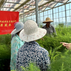 恩阳区：将科技服务送到田间地头