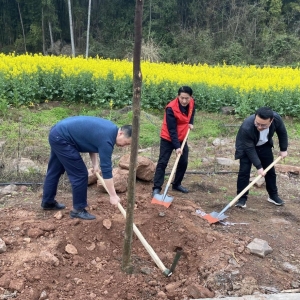 “植”此青绿，共“树”未来一一平昌县卫生健康局开展义务植树活动