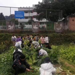 巴中市恩阳区石城小学师生劳动实践活动，助力学生成长！