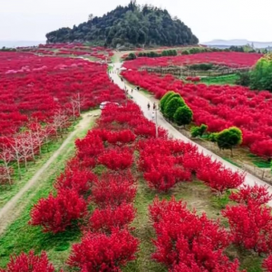 赏苏山桃花美景，品巴山草鹅佳肴