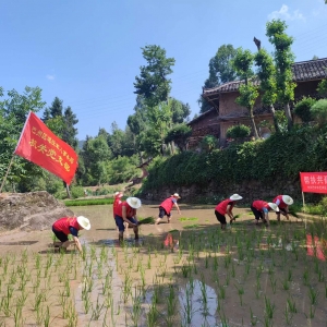 巴中市巴州区退役军人事务局组织开展“党员会员齐下田 助农助耕解民忧”帮扶共建主题（服务）活动