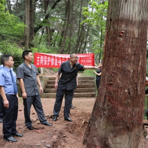 生态绿+法院红——巴中首个古树名木司法保护基地揭牌成立