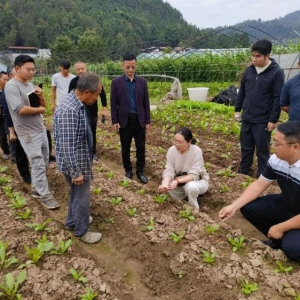 “三区”科技人员省农科院专家到 巴州区开展蔬菜种植技术指导